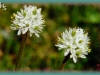 sticky false asphodel