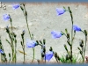 harebell/American Harebell