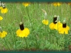 prairie coneflower/Upright Prairie Coneflower