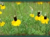 prairie coneflower/Upright Prairie Coneflower