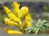 golden corydalis