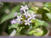 skunkweed/Skunk Polemonium