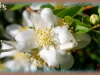 mock orange/ Lewis' Mock Orange