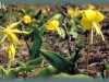 glacier lily/Large-flower Yellow Fawnlily