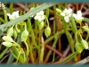 small-leaved montia/Littleleaf Miner's-lettuce