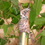 Owl on Pole of Twitter Tree