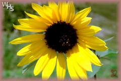 common annual sunflower